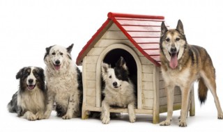 雪纳瑞犬怎么饲养及喂养知识 雪纳瑞犬的饲养及喂养知识解说